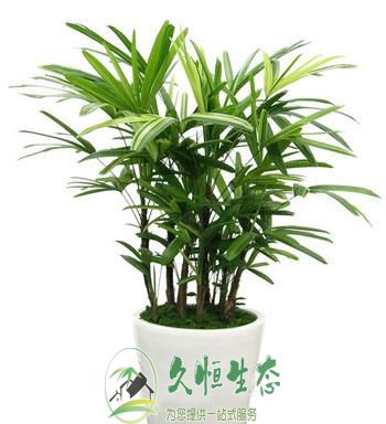 惠山棕竹